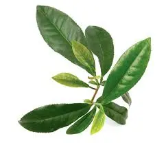 e-liquide nicotine 100 % végétale,